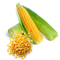 Corn