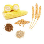corn maize millets wheat buckwheat
