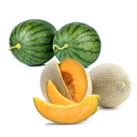 watermelon-muskmelon